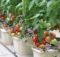 Cara Menanam Tomat Hidroponik Yang Benar  ( Youtube )