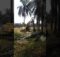 Volvo EC210B Palm Oil Replanting, Indonesia
