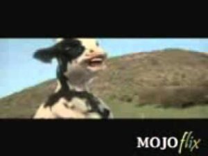 mojo flix matrix